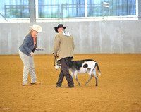 Halter Classes: Miniatures (Saturday)