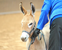 Halter/Showmanship