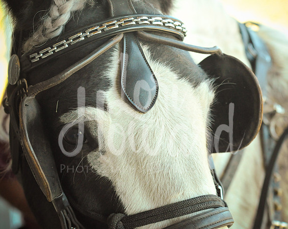 LHP_5703-Edit.jpg